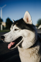 siberian husky dog