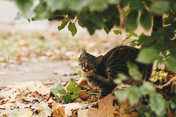 portrait of a street cat