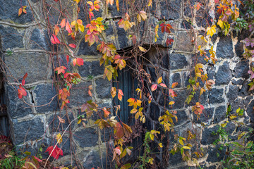 Colorful autumn leaves of wild grapes (ivy) on the wall. Background texture of wild grapes. Autumn concept.