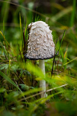 white mushroom in the grass
