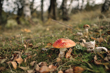 red mushroom in the forest