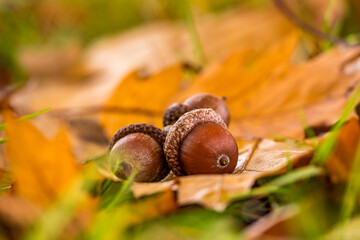 acorn on the leaves in forest