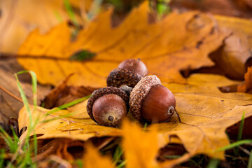 autumn leaves and acorns in the fall