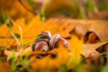 acorns on the autumn ground