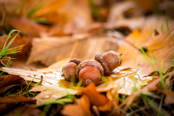 autumn leaves and chestnuts on the ground