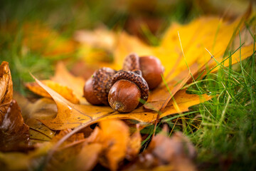 autumn leaves and acorns on wood