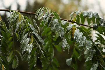 frozen rain drops on the leaves of a tree