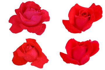 Red rose isolated on the white background. Photo with clipping path.