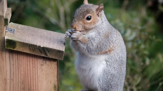The eastern gray squirrel (Sciurus carolinensis), also known as the grey squirrel depending on region, is a tree squirrel in the genus Sciurus.