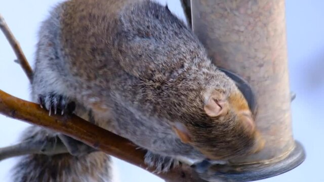 The eastern gray squirrel (Sciurus carolinensis), also known as the grey squirrel depending on region, is a tree squirrel in the genus Sciurus.
