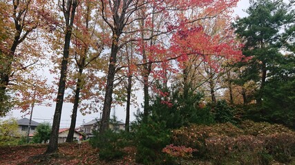 Fototapeta premium Autumn in Nabari City, Japan