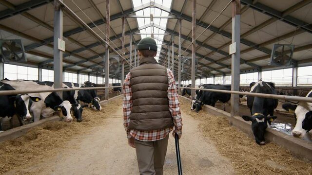 Tracking slowmo with rear view of teenage boy with shovel walking through dairy farm facility with cows in feedlots eating hay