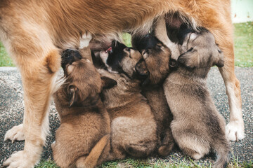 Several puppies voraciously suck on their mother's teats for milk. About a month old in age.