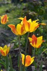 Blooming tulip, Tulipa zenaidae, in the garden