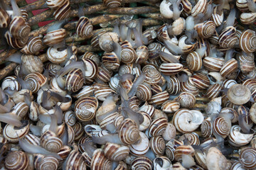 Catania, Sicily, Italy. Typical snails sold in Sicilian markets.