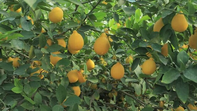 dimon close-up on a lemon tree branch. lemons on the branches. lemon fruit