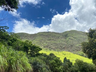 landscape with trees