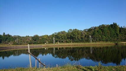A mirror of trees on a summer's day