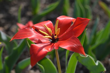Blooming red tulip, Tulipa zenaidae. in the garden