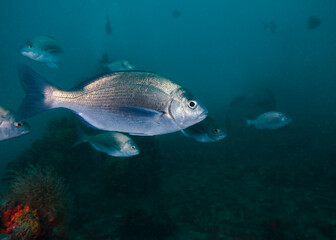 Naklejka premium A closeup of a Blue hottentot fish (Pachymetopon aeneum) a small silver fish