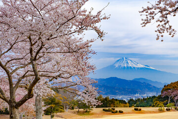 日本平から眺める富士山と桜　静岡県静岡市にて
