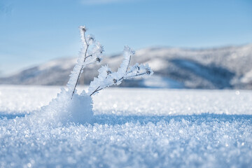 Fototapeta na wymiar Frozen plant on the frozen field