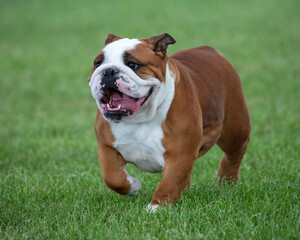 Bulldog