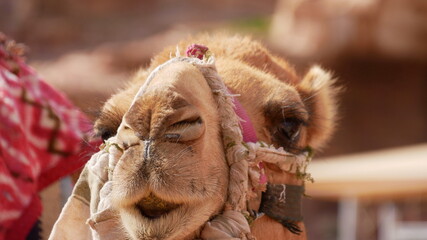Portrait eines Kamels