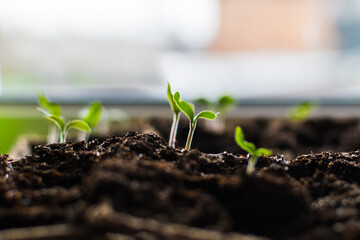 sprouts of tomatoes. growing seedlings