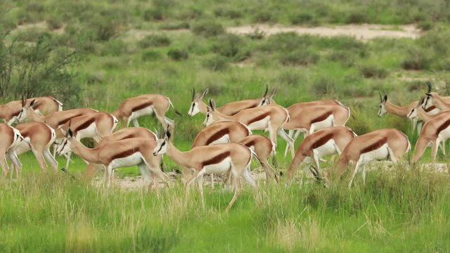 Fast forward of a herd of Springboks moving through the green landscape of the Kgalagadi Transfrontier Park.