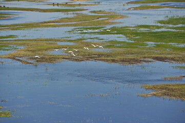 Zhambyl region, Kazakhstan - 05.17.2013 : Swans flying over the river in a wide valley.