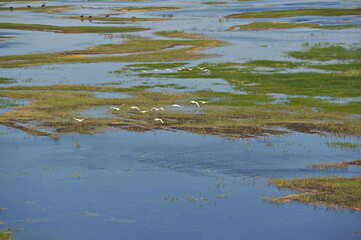 Zhambyl region, Kazakhstan - 05.17.2013 : Swans flying over the river in a wide valley.