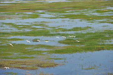 Zhambyl region, Kazakhstan - 05.17.2013 : Swans flying over the river in a wide valley.