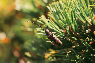 Cerambyx cerdo on the verge of extinction occurs in the sparkling. Hammaticherus pfisteri in its...