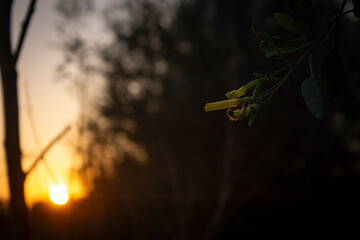 sunset in the forest.Sunset and flowers.Flowers with the sunset.Plants and flowers.Ecology,environment,planet earth,nature.Sunset and Sunrise.
