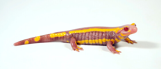 albino - Fire salamander // Albino-Feuersalamander (Salamandra salamandra terrestris)