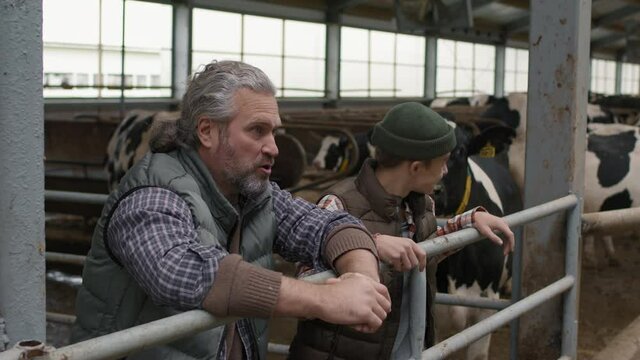 Tracking slowmo of middle-aged man with grey hair and beard and his cheerful teenage son standing behind fence by feedlot with cows inside dairy farm and chatting