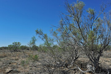 Obraz premium Zhambyl region, Kazakhstan - 05.17.2013 : Various shrubs and flowering vegetation on the sandy and rocky ground in the valley.