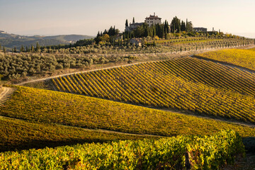 Italy, Tuscany. Vineyard in autumn.