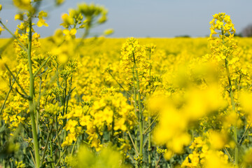 Field of rapeseed, canola or colza, rape seed is plant for green energy and green industry, springtime golden flowering field.