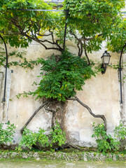 Trees growing along the palace walls.