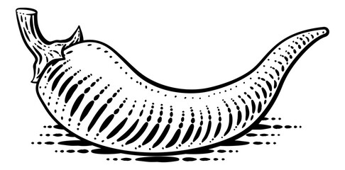 Chili, chile or chilli pepper vegetable illustration in a vintage retro woodcut etching style.