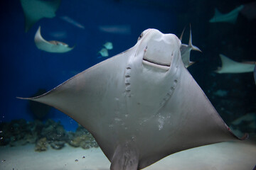 cownose ray swimming in the water, fish underwater in the aquarium