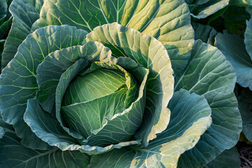 fresh nature cabbage or Brassica oleracea in harvesting organic in farm with blur background for copy space for text.