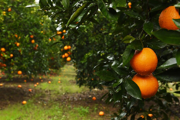  Ripe oranges on tree branches in an orange garden. Selective soft focus. 
