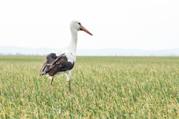 European white stork passing through a green wheat field.