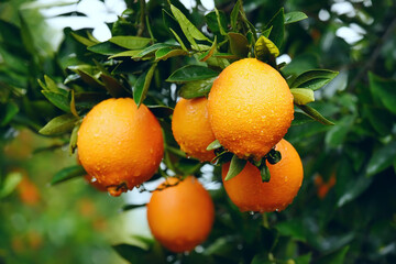  Ripe oranges on tree branches in an orange garden. Selective soft focus. 
