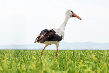 European white stork passing through a green wheat field.