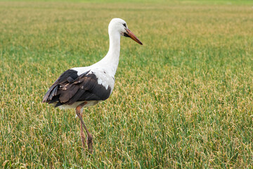 Obraz na płótnie Canvas European white stork passing through a green wheat field.