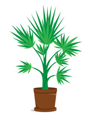 Vector illustration of palm tree. Plant growing in a pot. Illustration in flat style, isolated on white background